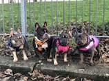 Four French Bulldogs wearing colorful harnesses are standing side by side on a stone surface. They are in an outdoor setting with a metal fence and green grass in the background, surrounded by fallen leaves.