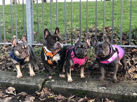 Four French Bulldogs wearing colorful harnesses are standing side by side on a stone surface. They are in an outdoor setting with a metal fence and green grass in the background, surrounded by fallen leaves.