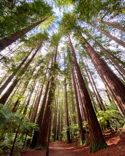 California Coast - looking up at the trees in Redwood National Park
