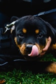 A smiling owner cuddling their Rottweiler puppy outdoors on a sunny day.