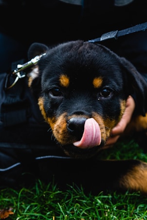 A cute Rottweiler puppy with a black and tan coat is laying on grass, licking its nose. The puppy is wearing a black harness with a clip-on leash attached, and a person's hand is gently holding the puppy.