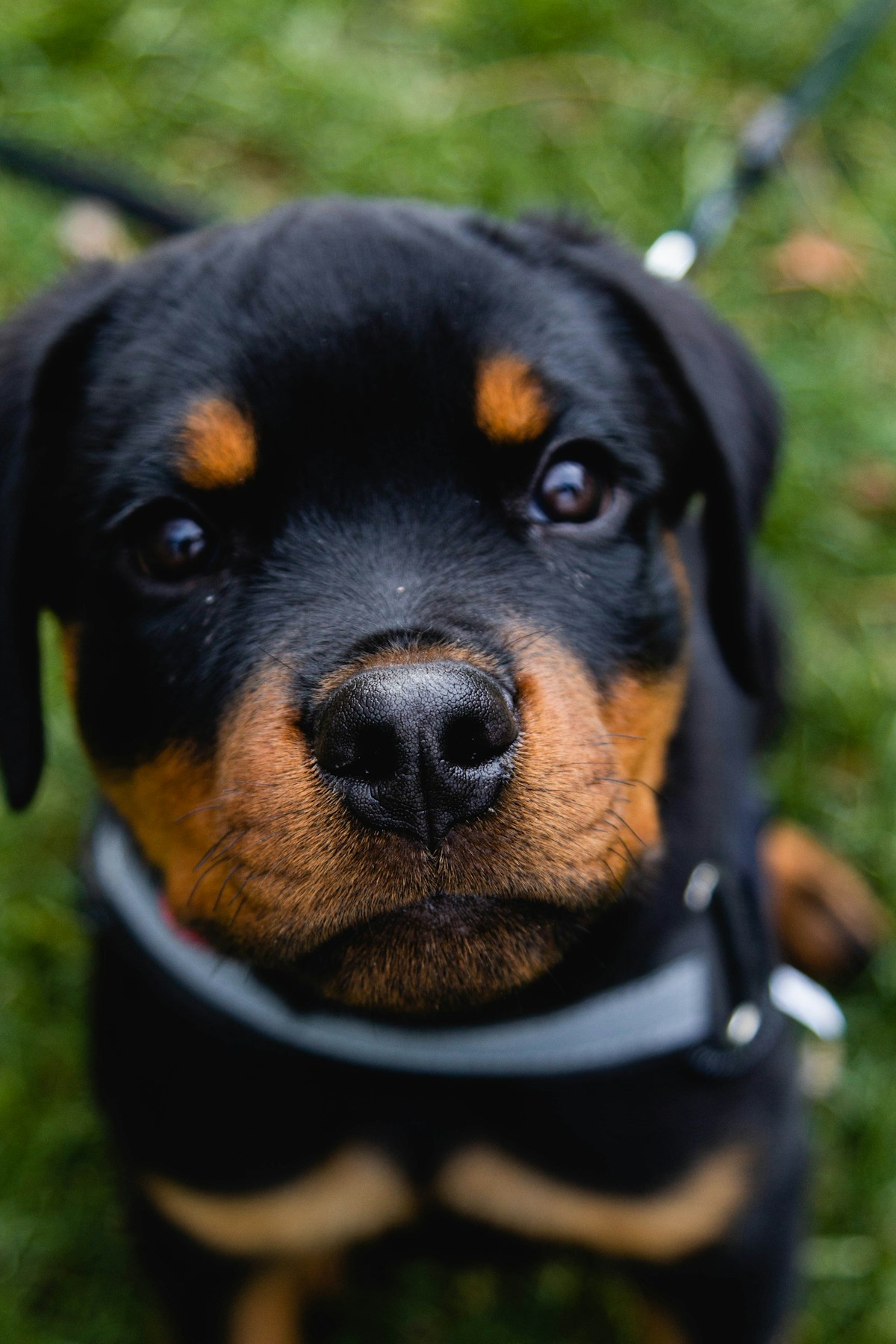 Filhote de Rottweiler olhando para a câmera com coleira cinza