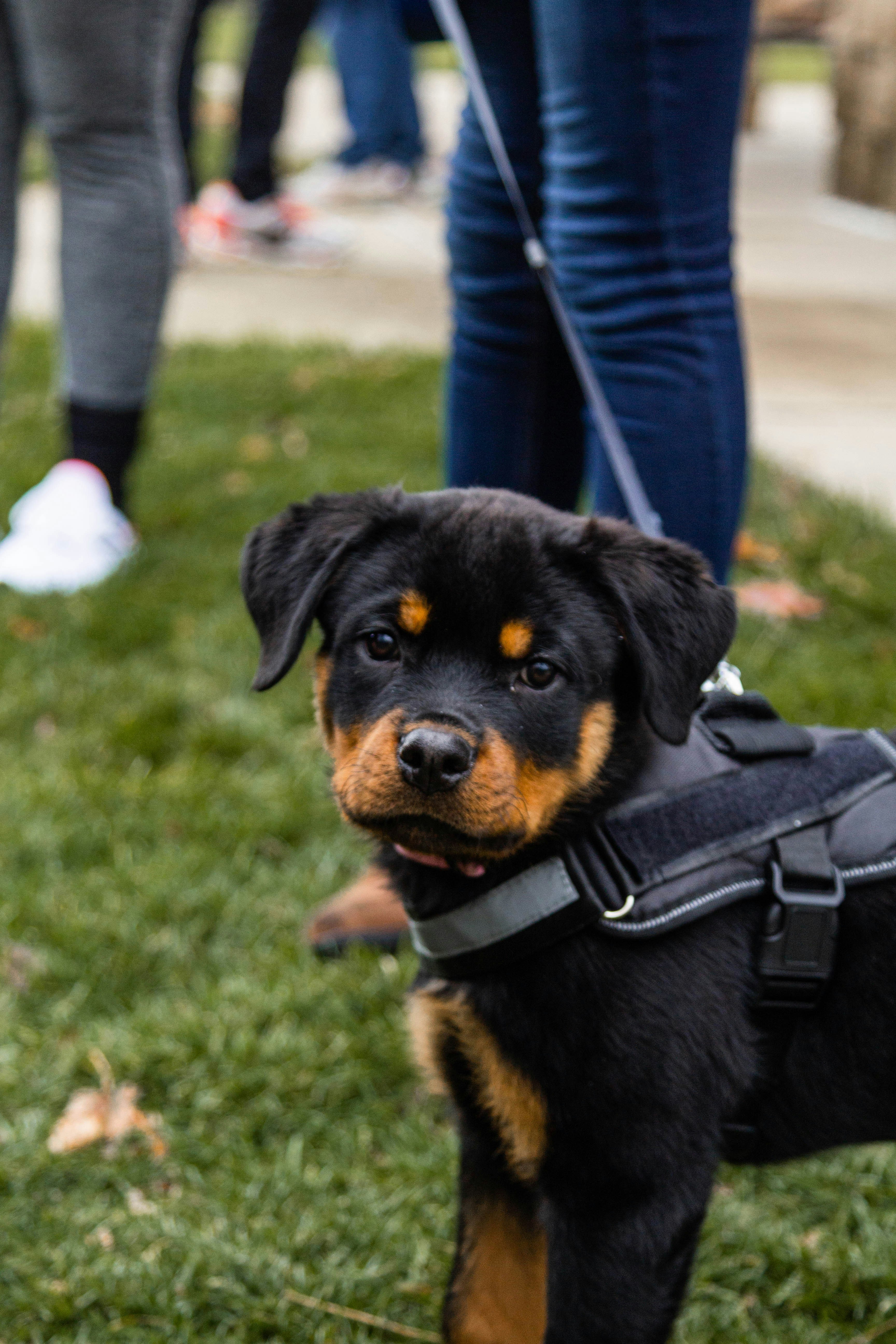 Rottweiler Nationwide Networking/Rescue | Facebook, image size:3000x4500
