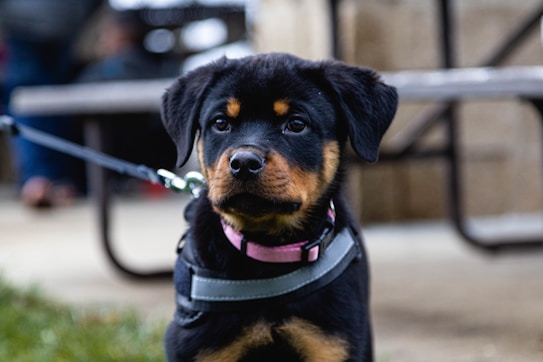 A young Rottweiler puppy with a black and tan coat sits attentively, wearing a pink collar and gray harness. The background appears to be outdoors, with an out-of-focus picnic table and some people in the distance.