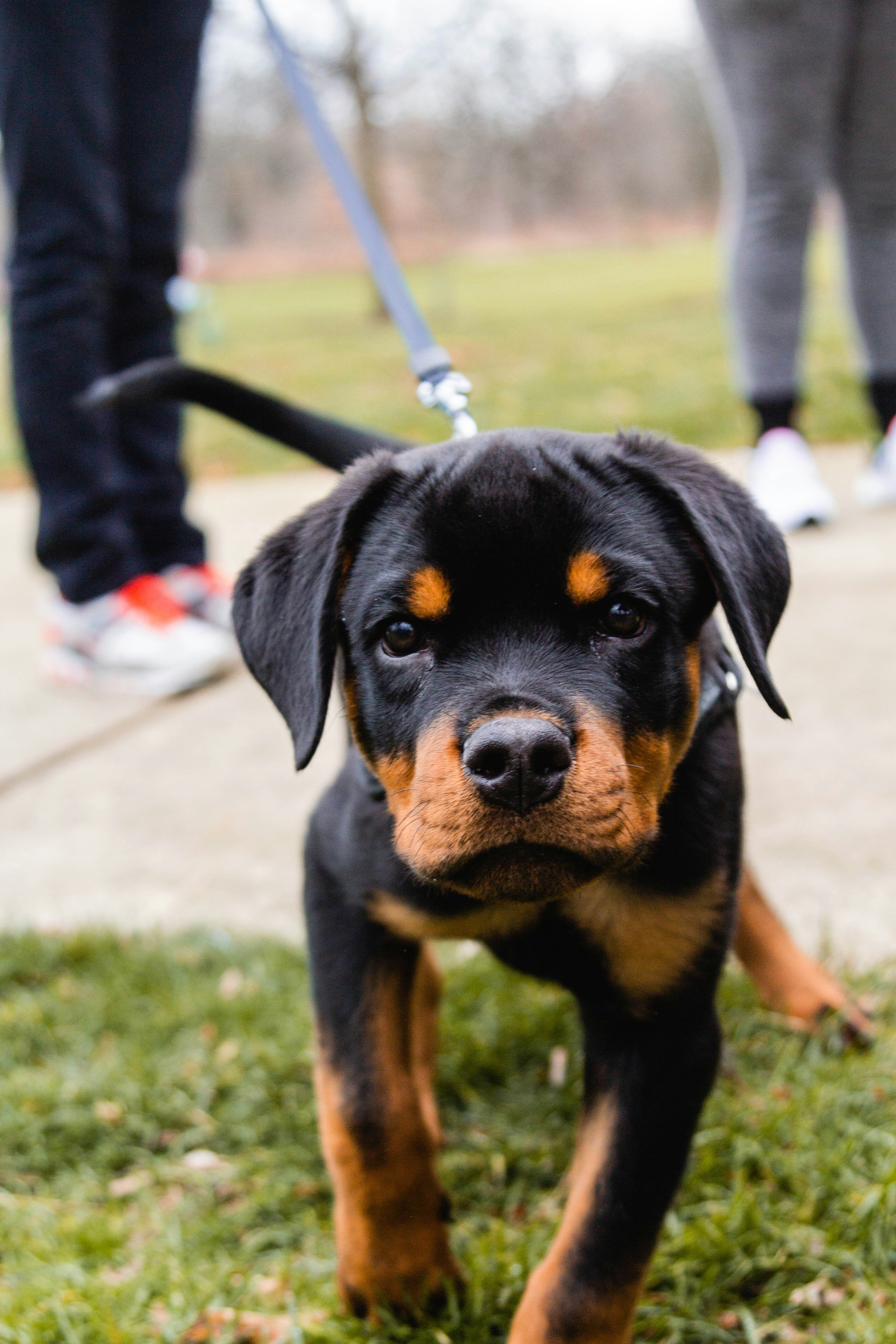 ロットワイラーの子犬ウィローを迎えた日常✨, image size:3456x5184