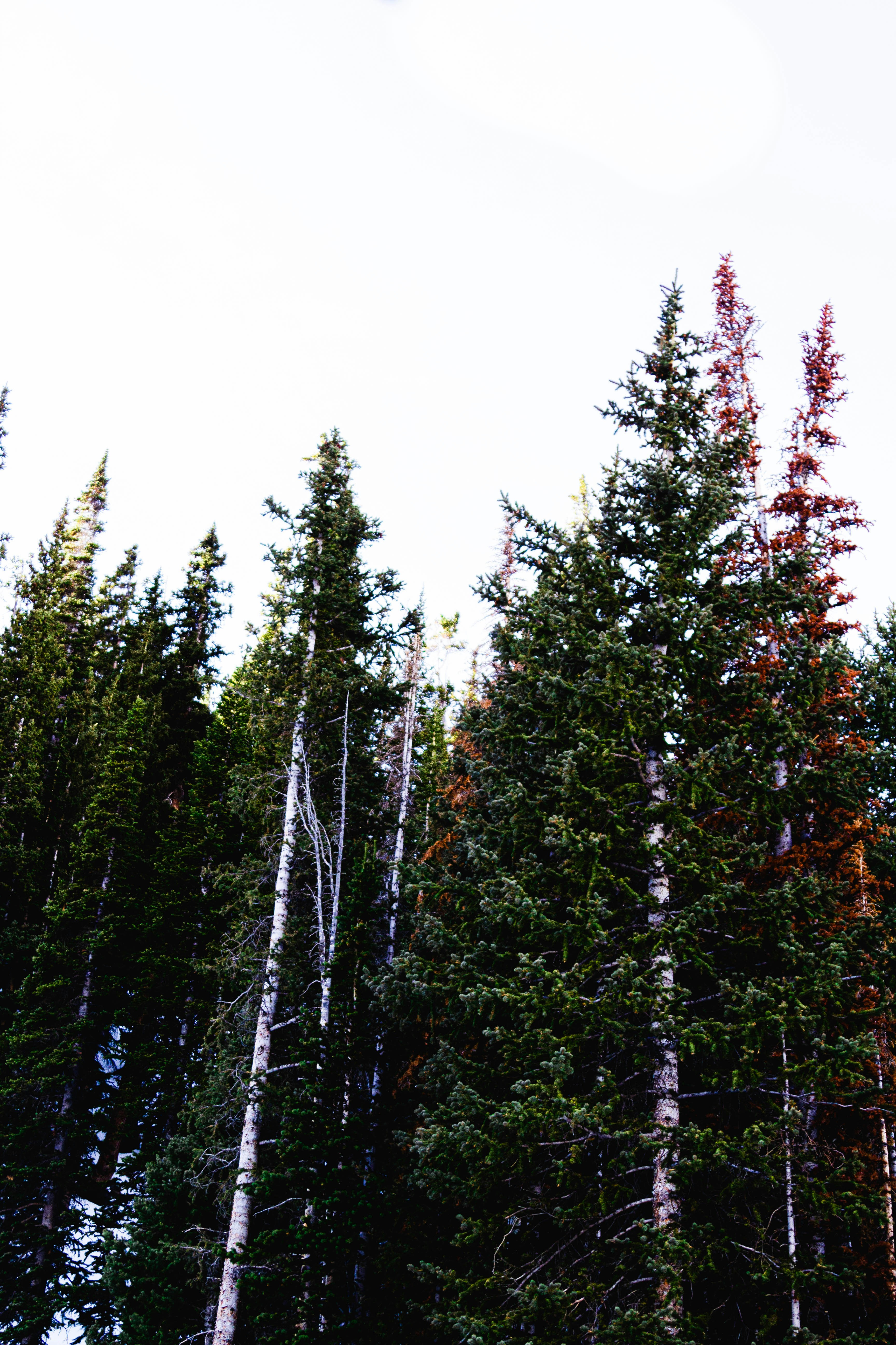 green pine trees under white sky during daytime