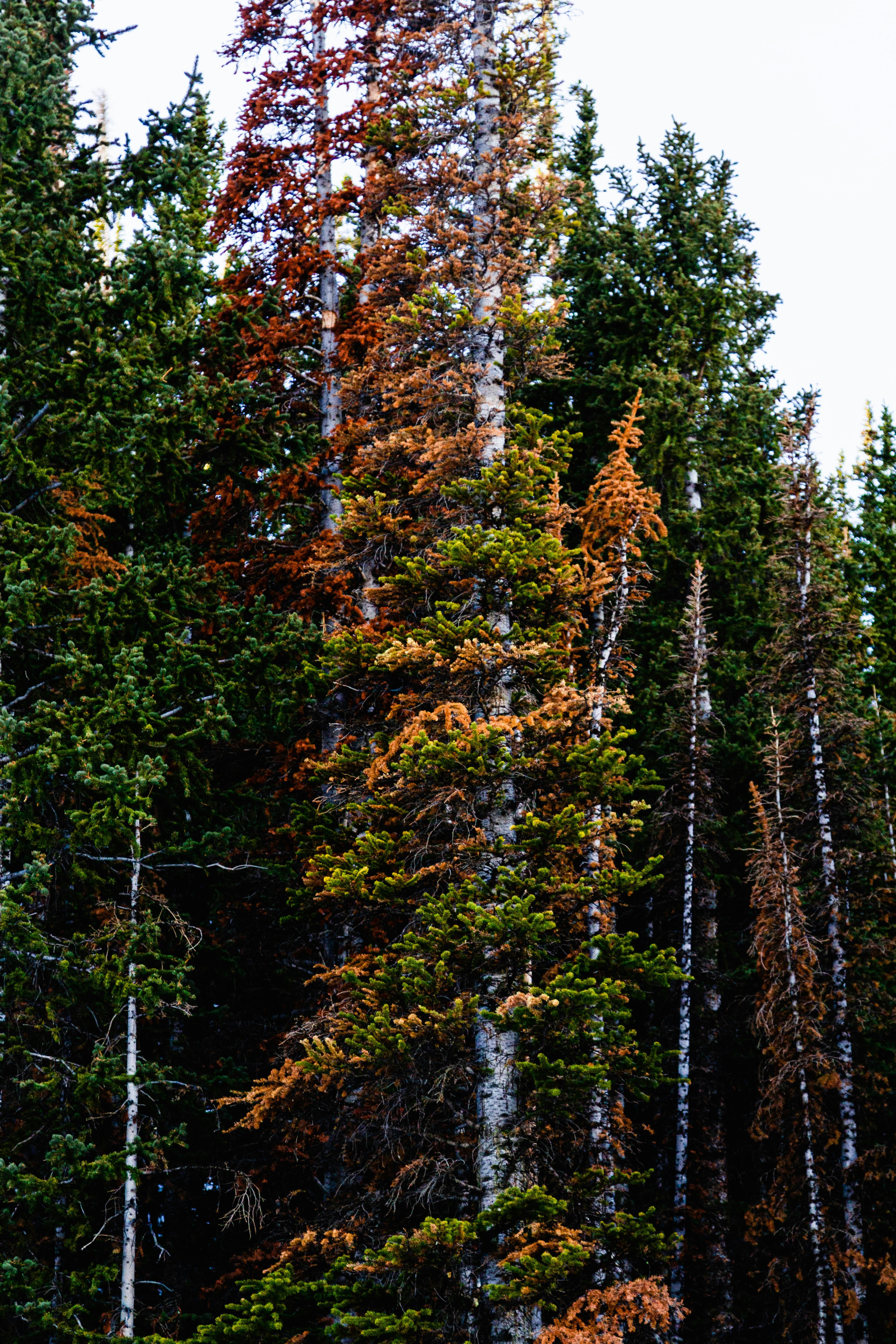 green and brown trees under white sky during daytime