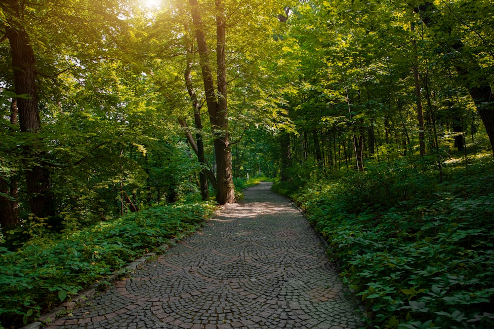 gray concrete pathway between green trees during daytime