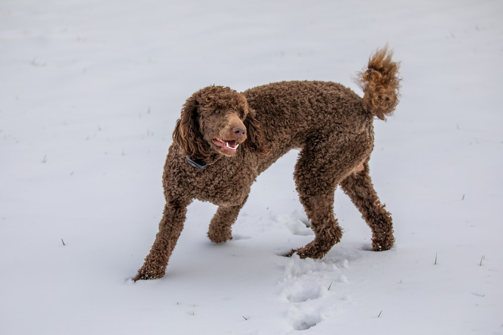 brown poodle on snow covered ground