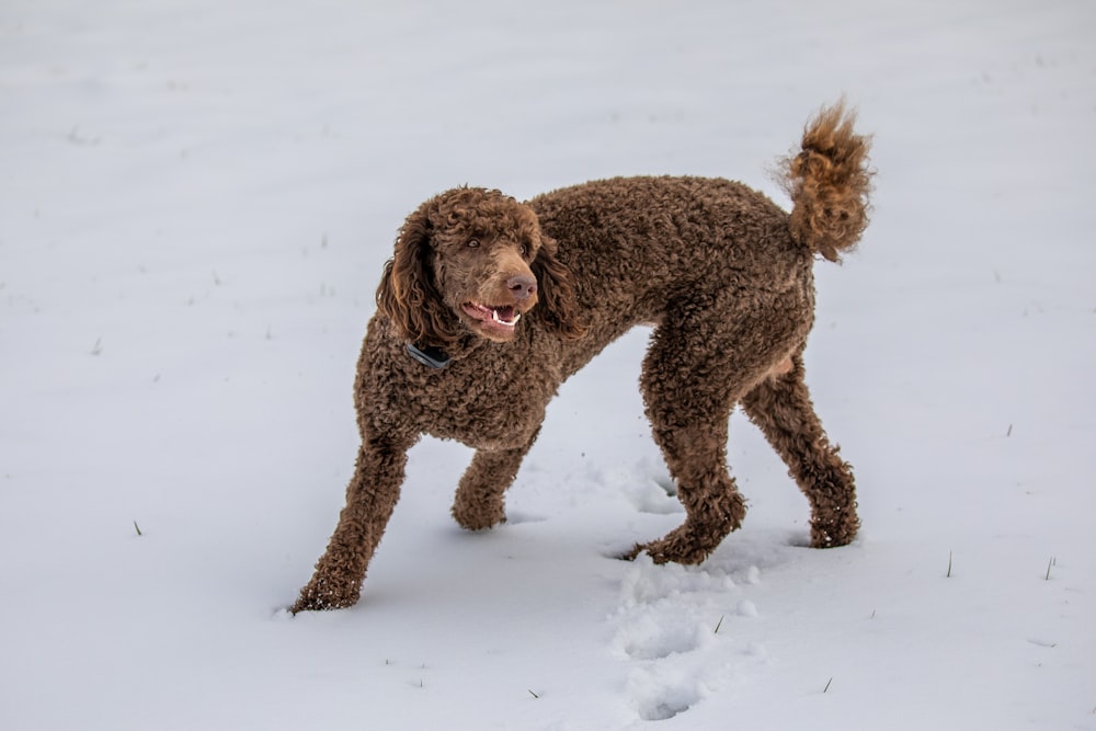 Free HD Standard Poodle Pictures | Download on Unsplash