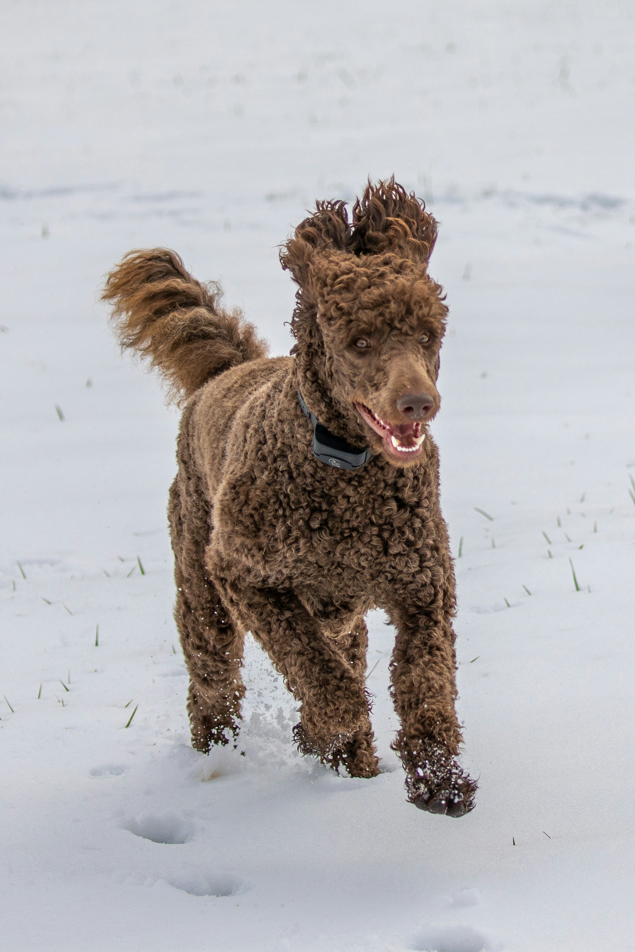 Standard Poodle Weight