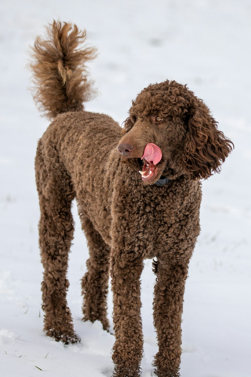 Perro de pelo corto marrón en suelo cubierto de nieve