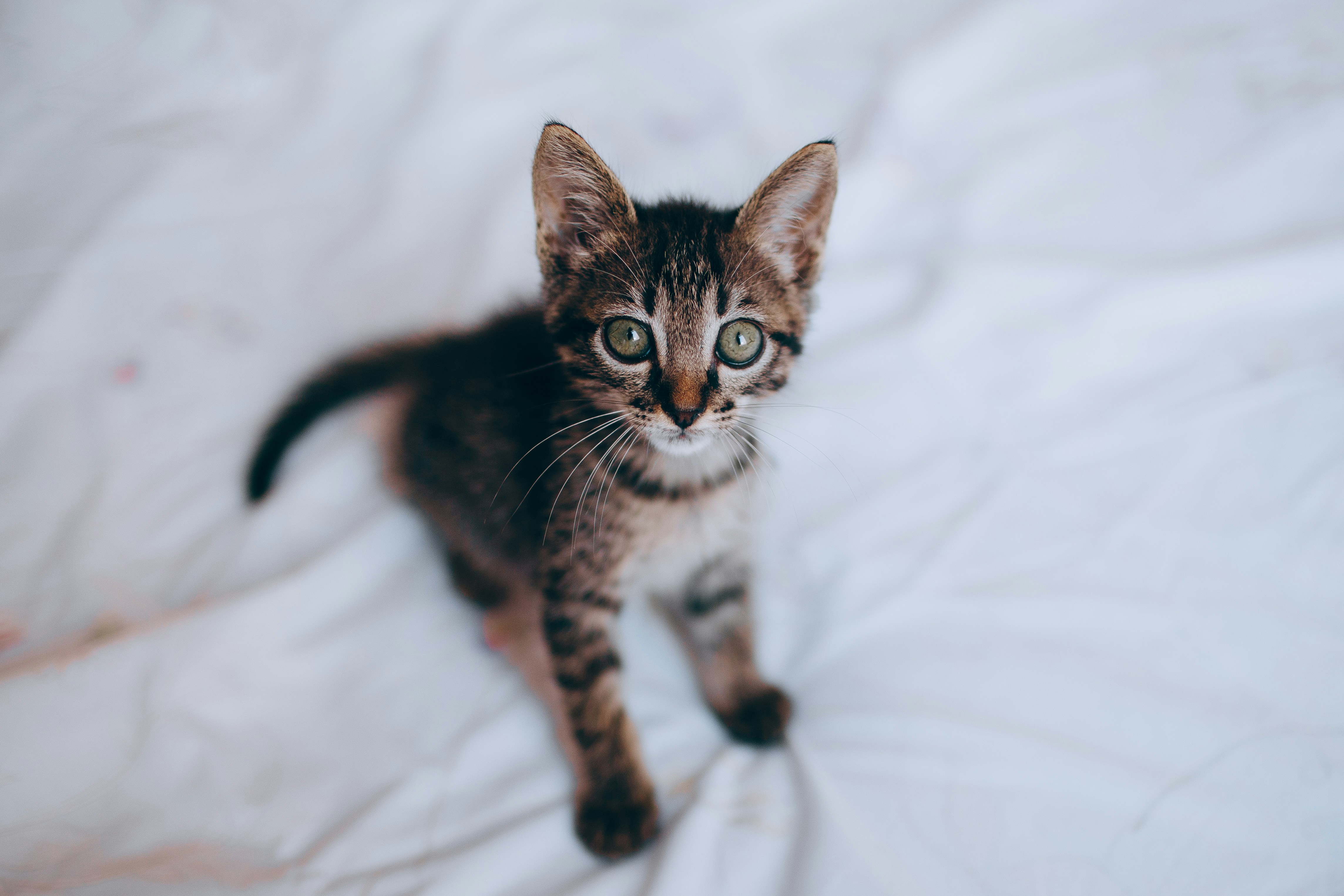 brown tabby cat on white textile