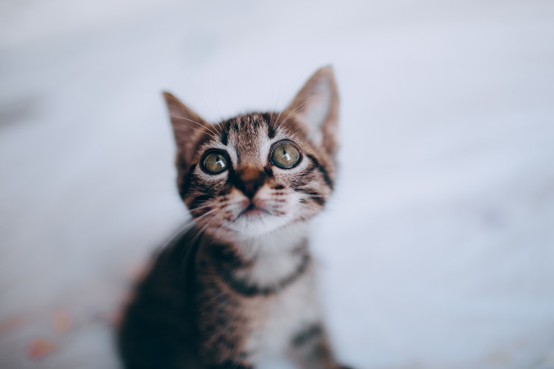 brown tabby cat on white surface