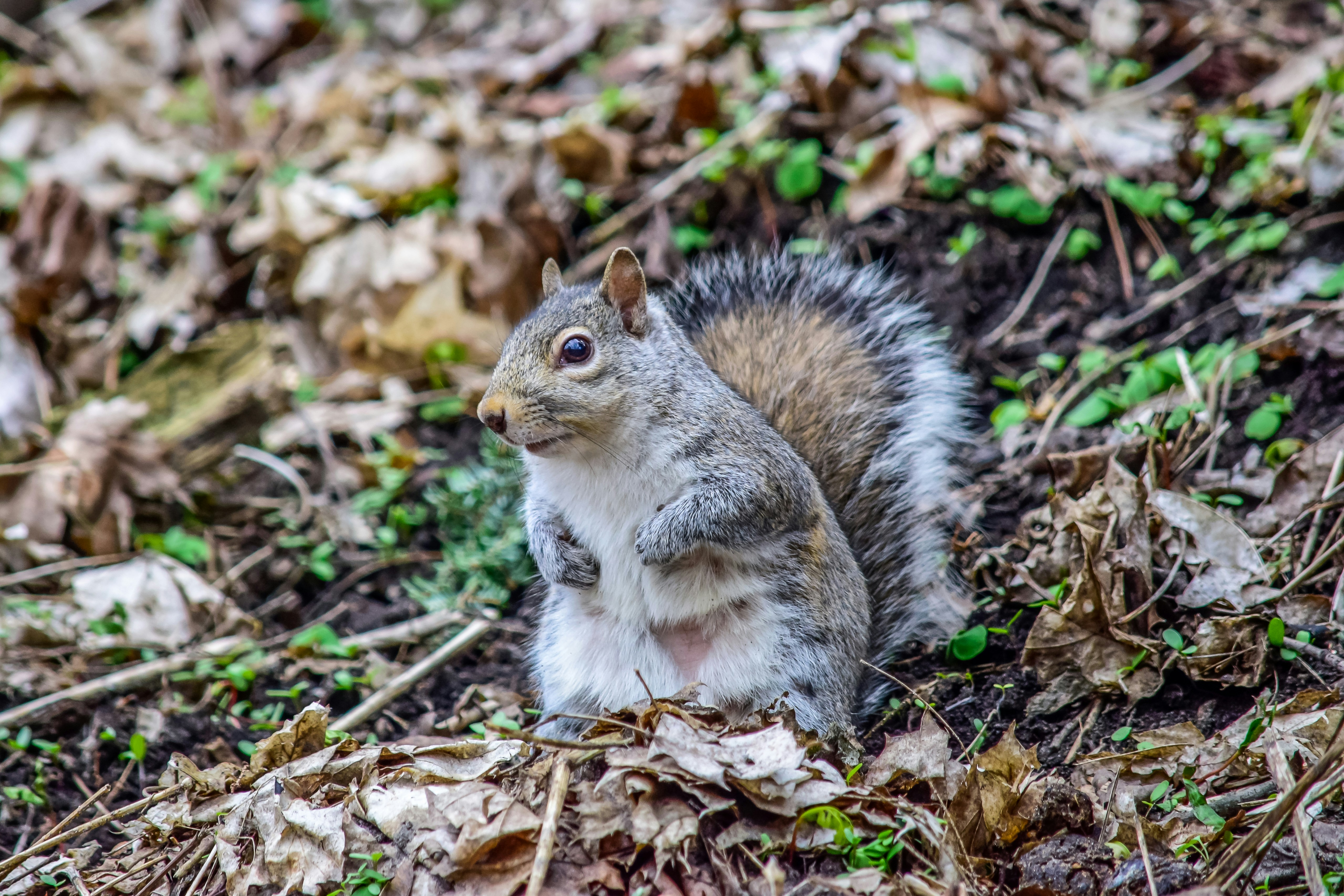 brown squirrel on brown dried leaves