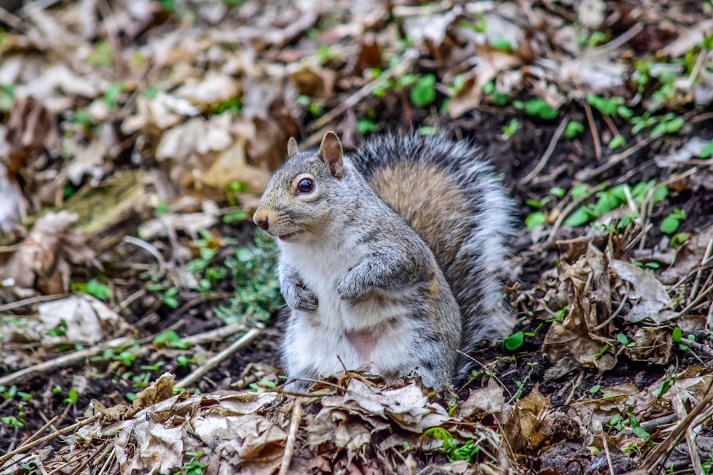 brown squirrel on brown dried leaves