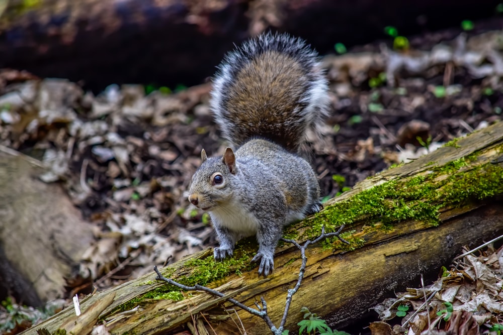 gray squirrel on brown tree trunk