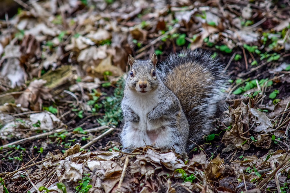 white and brown squirrel on brown leaves