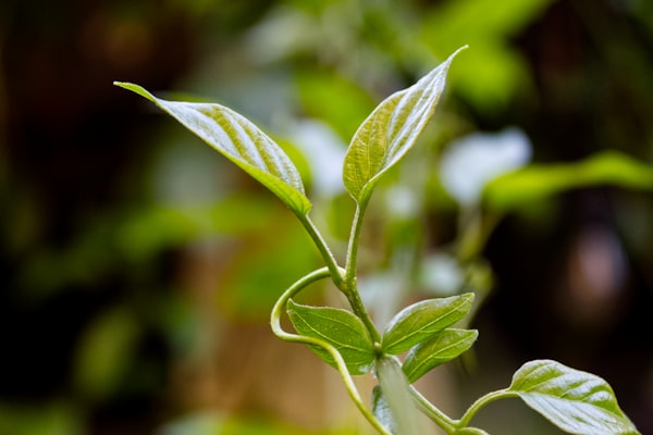 Single plant shoot with leaves in the foreground.  Bokeh blurred background of other plants.