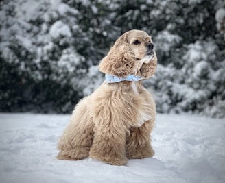 brown long coated small dog on snow covered ground during daytime