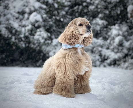 brown long coated small dog on snow covered ground during daytime