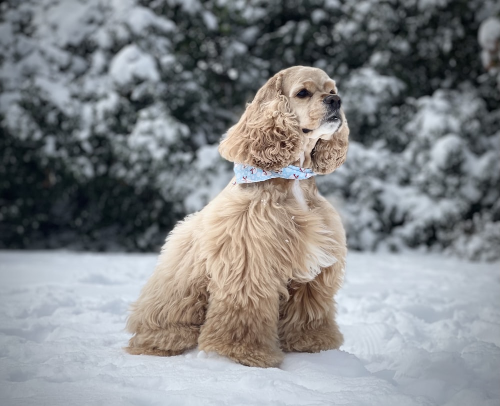 日中の雪に覆われた地面の茶色の長いコートの小型犬