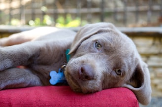 A relaxed gray dog with droopy ears rests its head on a red cushion, looking content and serene. The background is softly blurred, with hints of greenery and a stone wall.