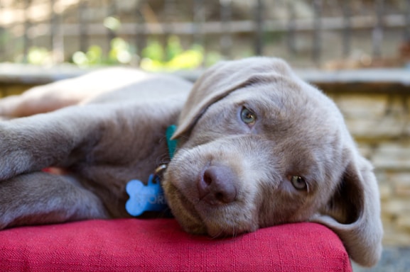 A relaxed gray dog with droopy ears rests its head on a red cushion, looking content and serene. The background is softly blurred, with hints of greenery and a stone wall.