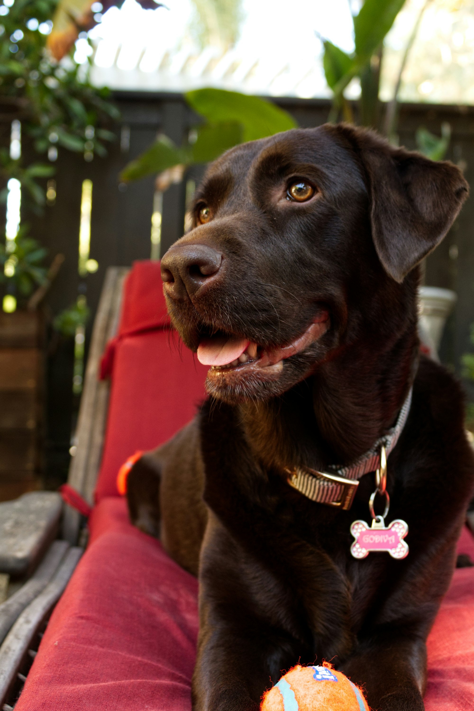 black labrador retriever with pink shirt