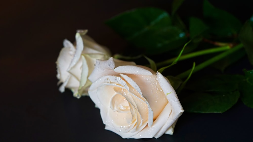 white rose in bloom close up photo