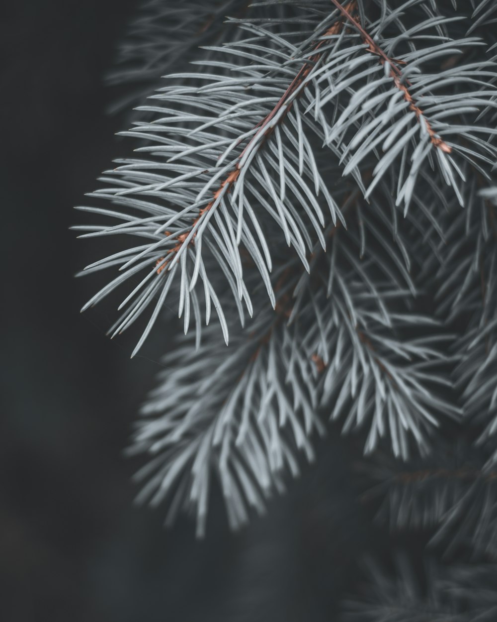 green pine tree leaves in close up photography