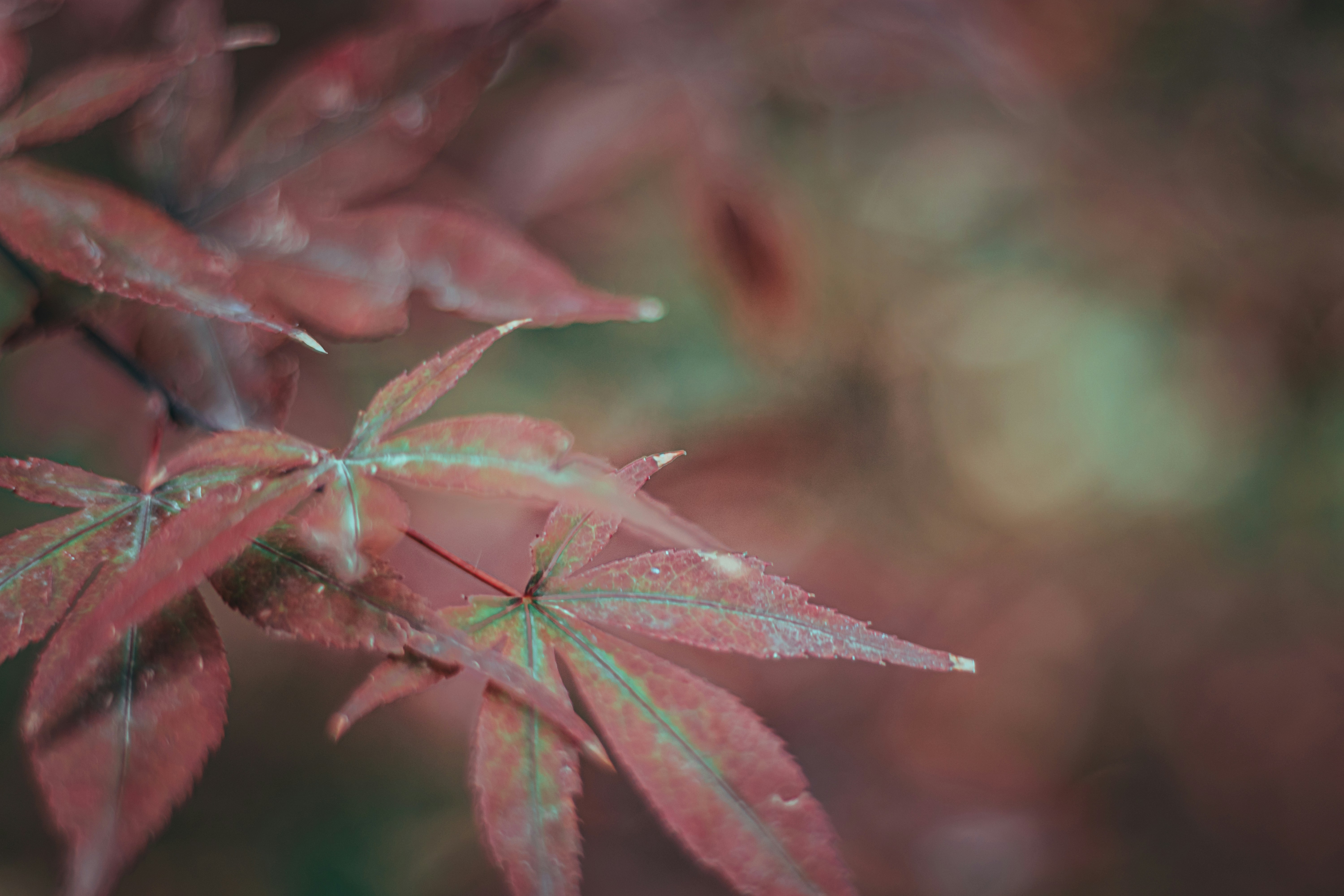 red leaf in close up photography