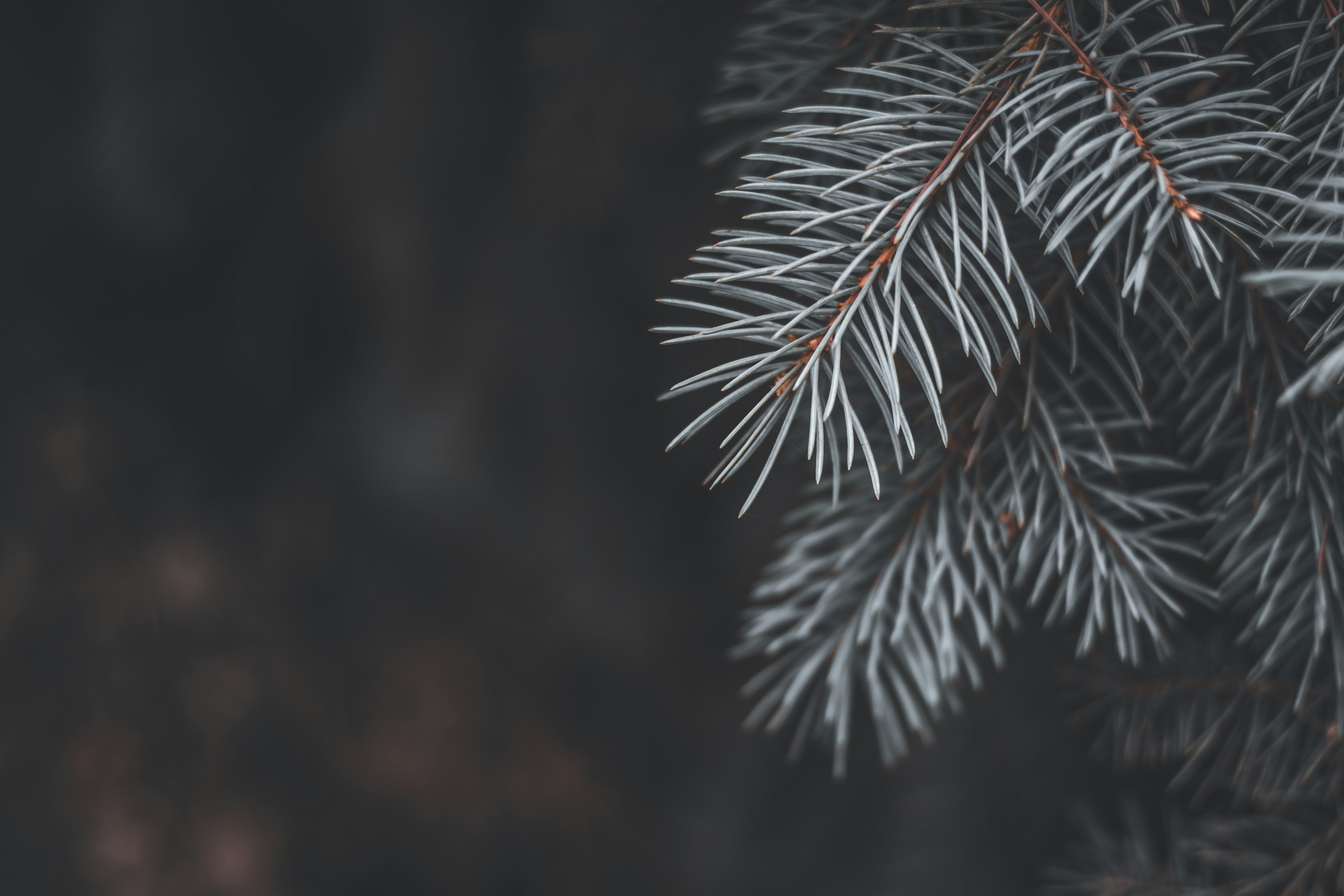 Photo by itshopelessfox