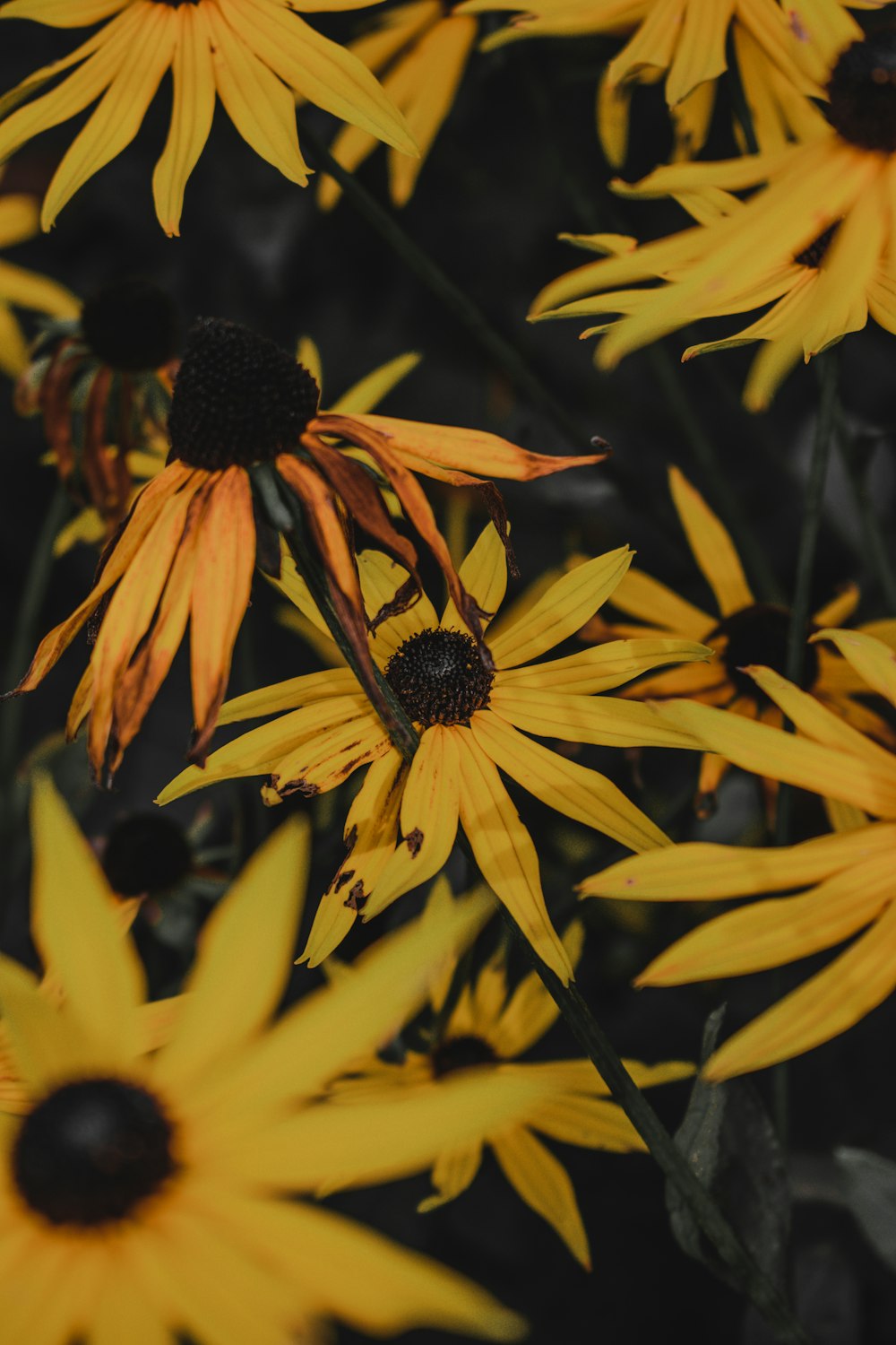 マクロレンズ写真の黄色と黒の花