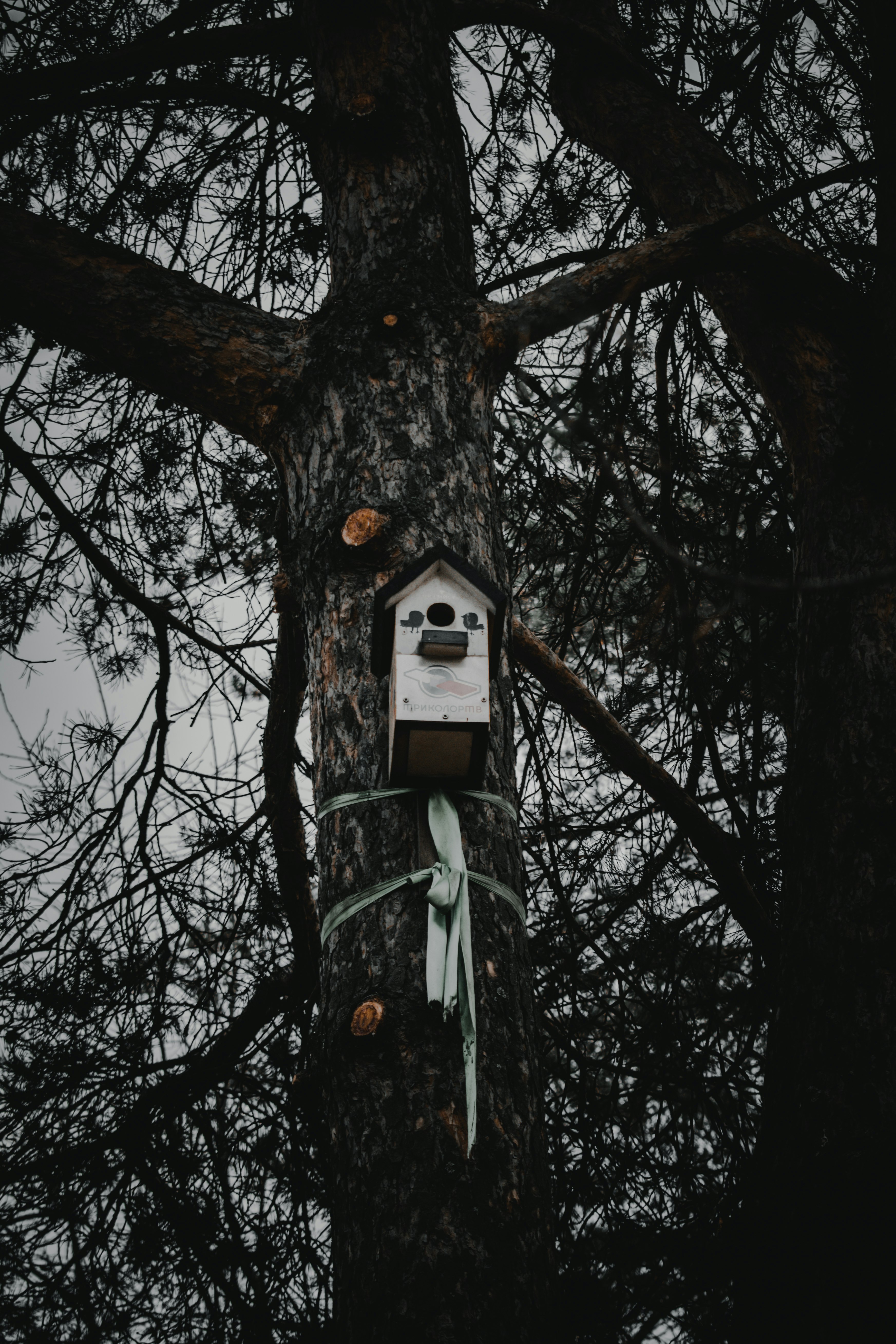white and green wooden birdhouse on brown tree