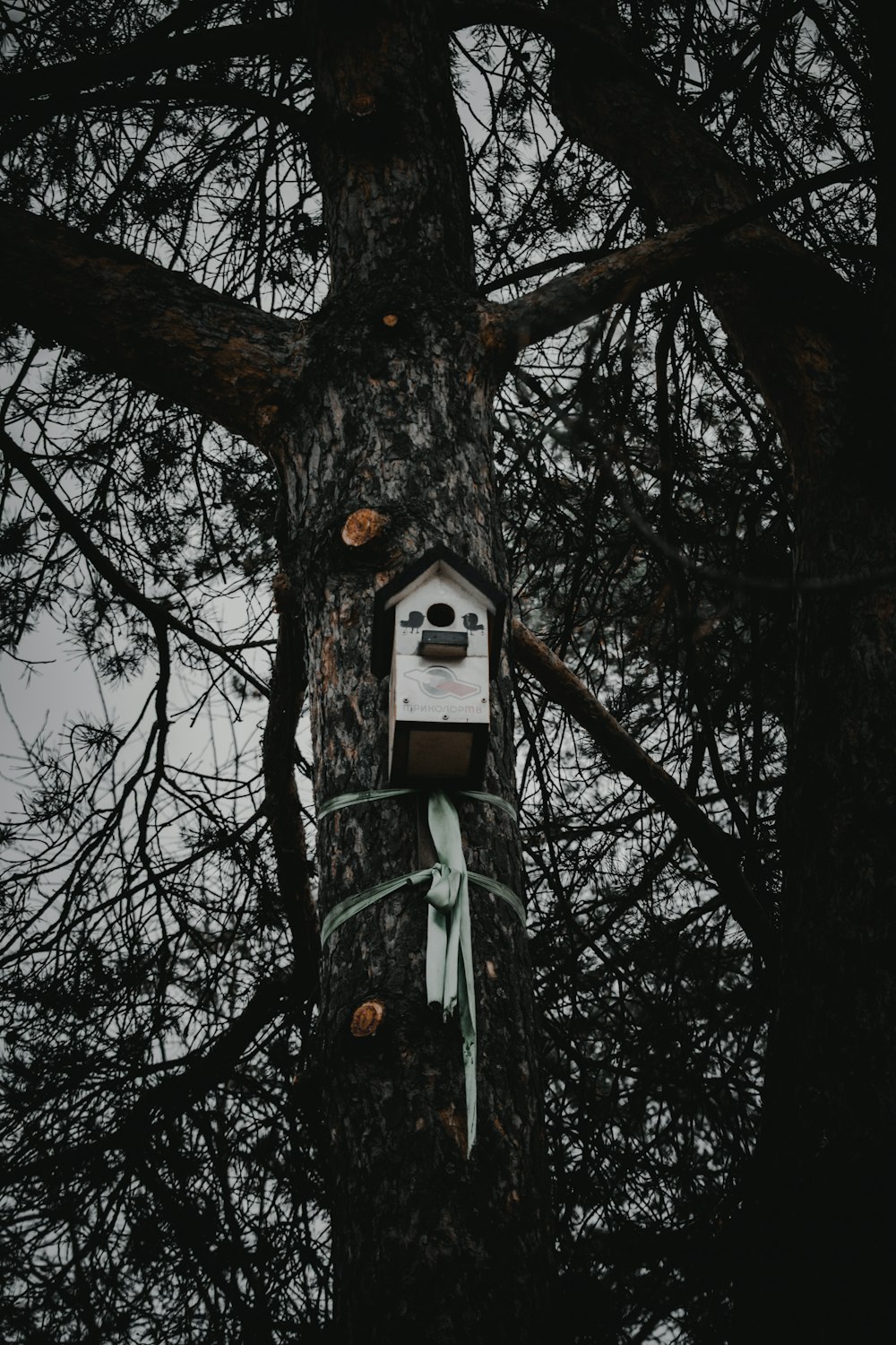 white and green wooden birdhouse on brown tree