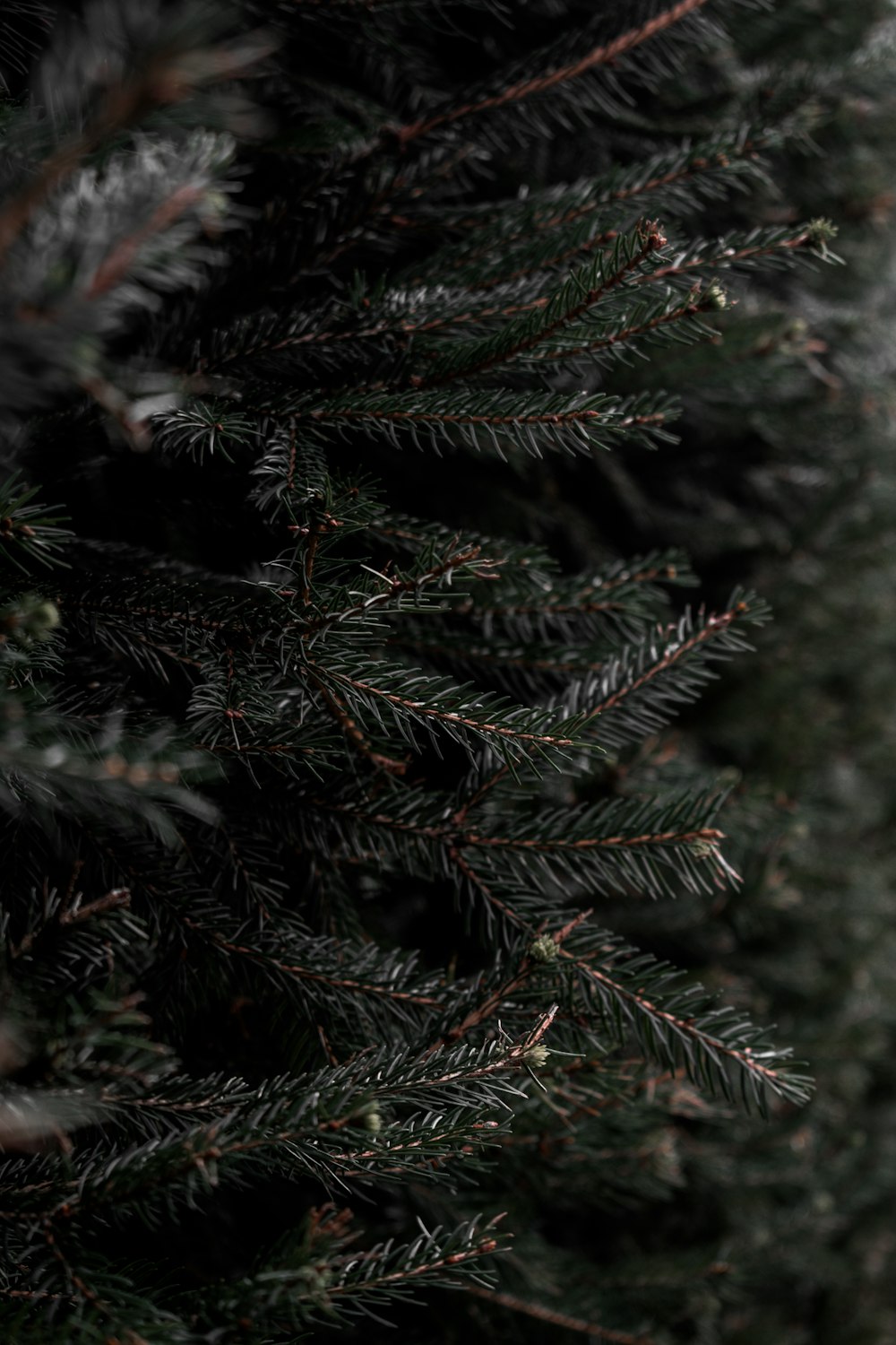 green pine tree with snow