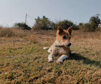 Close-up of a trainer gently guiding a curious puppy with a leash in a green training field.