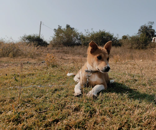 Close-up of a trainer gently guiding a curious puppy with a leash in a green training field.