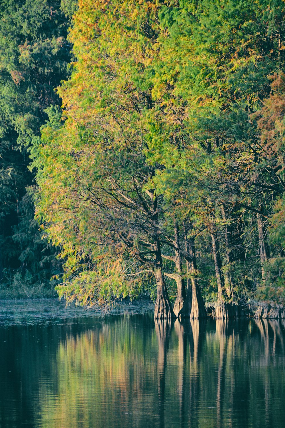 green trees beside river during daytime