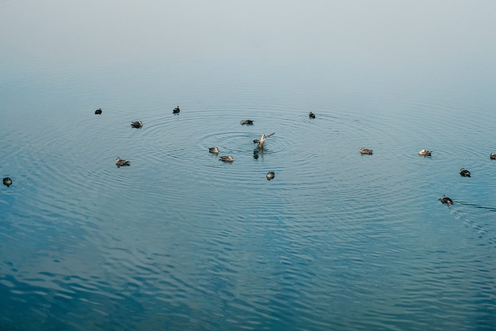 birds on water during daytime