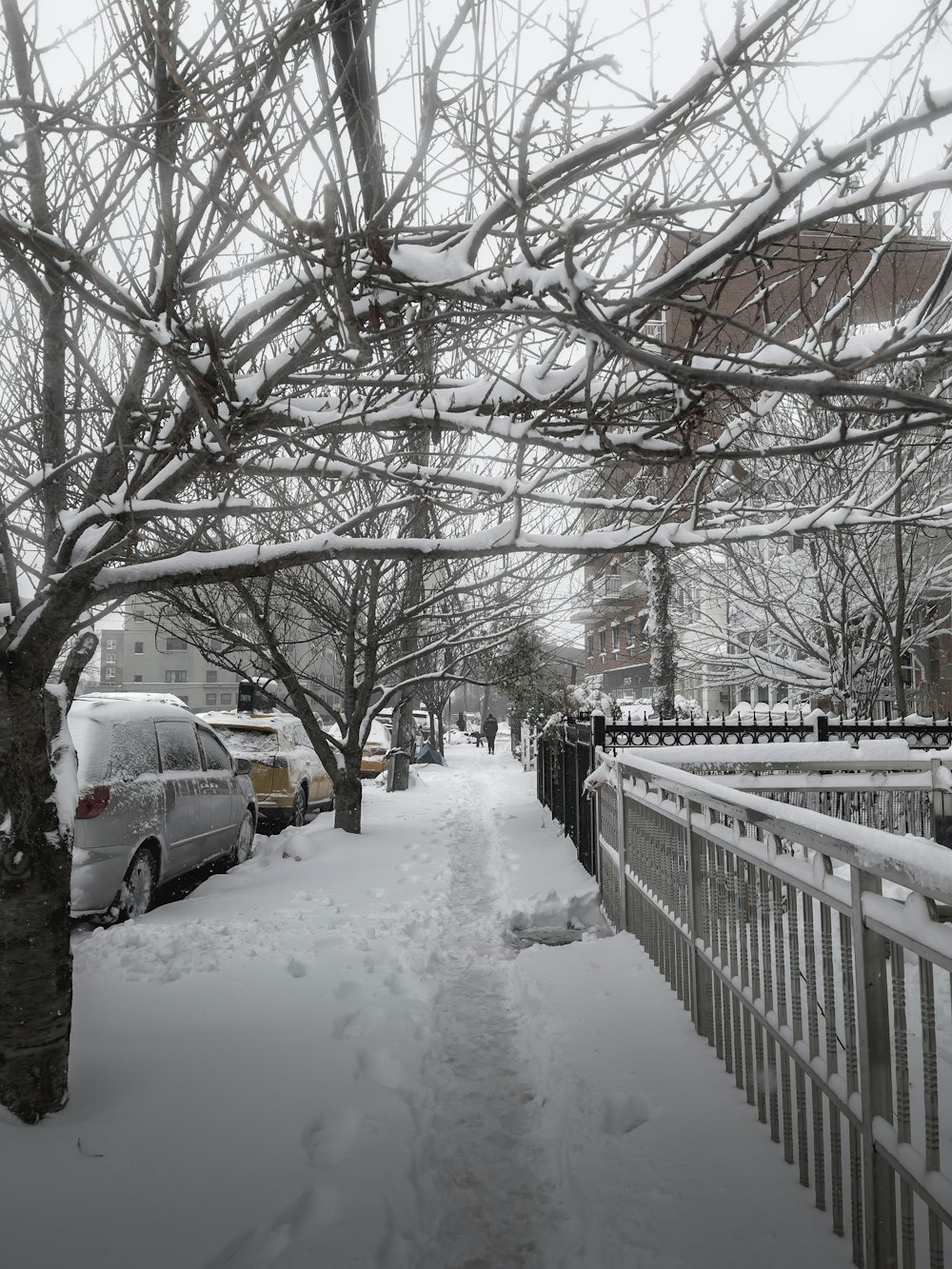 snow covered bare trees and fence