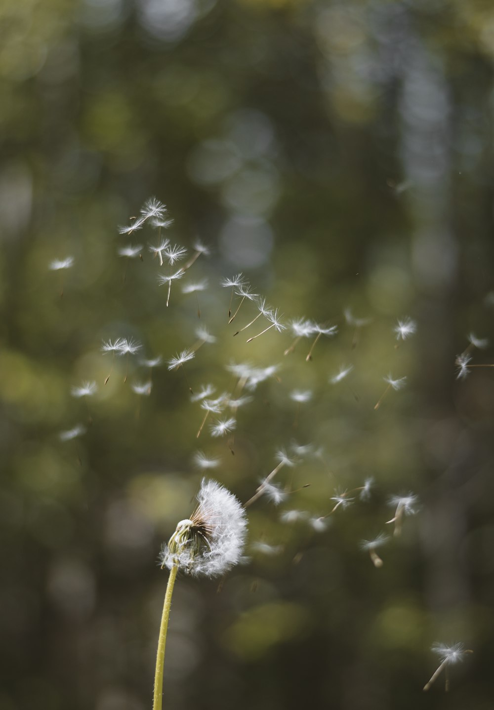 white dandelion in close up photography