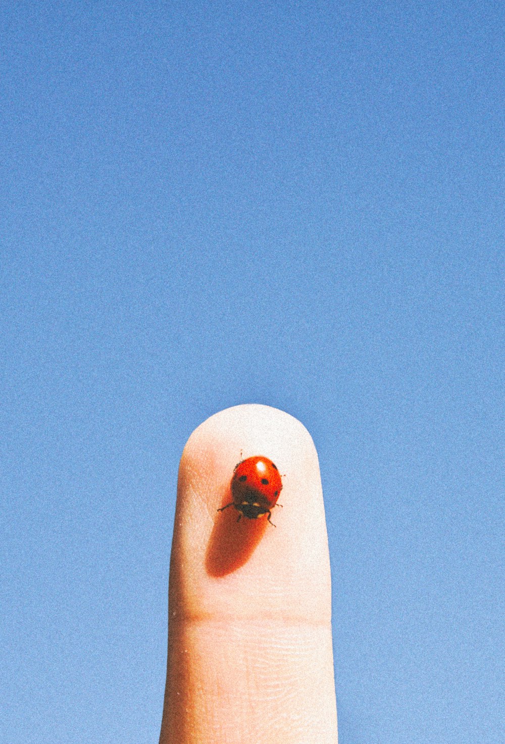 red ladybug on white textile