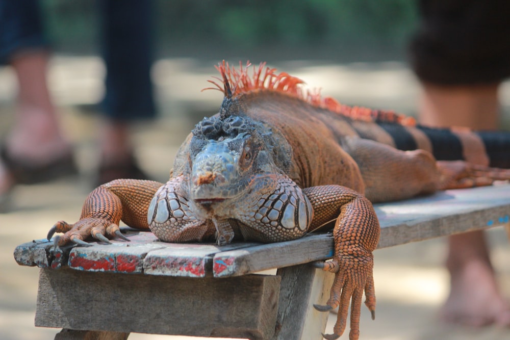 brown and black iguana on brown wooden table