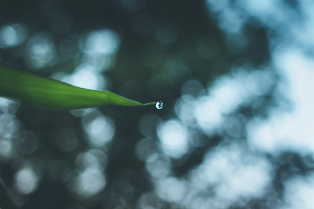 water drop on green leaf