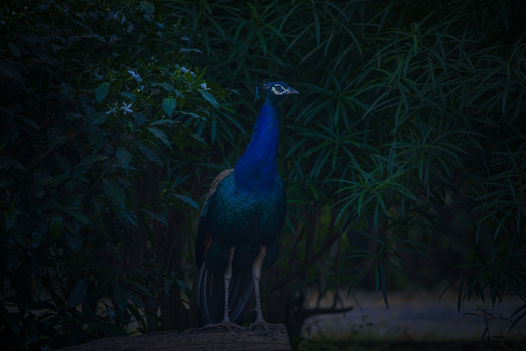 blue peacock standing on brown wooden log during daytime