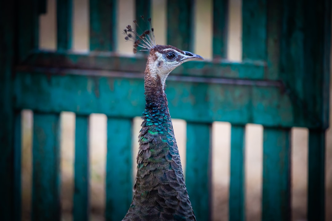 blue and brown peacock standing on brown wooden fence during daytime