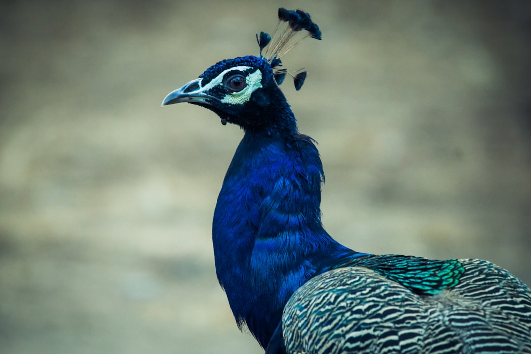 blue peacock in close up photography