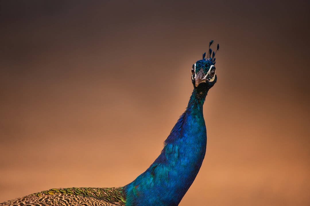 blue peacock on brown and black leopard pattern textile